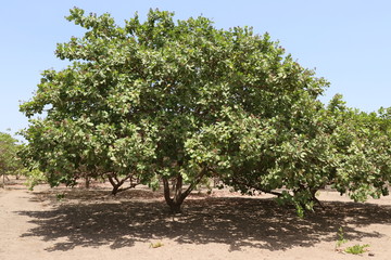 Anarcadier