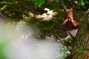 Eichhörnchen Eichhorn Nagetier Nager Baumbewohner Tierportrait flink putzig Futtersuche Nüsse...