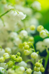 Lily of the valley flowers (Convallaria majalis), selective focus