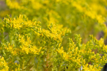 マツバボタンの花