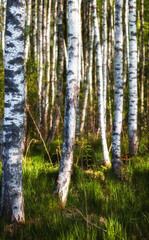 silver birches