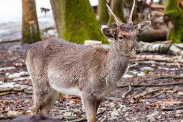Naklejka na ściany i meble Portrait of European roe deer (Capreolus capreolus) in the forest