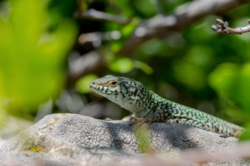 Erhard's Wall Lizard (Podarcis erhardii naxensis) sitting on a stones close-up in a sunny day