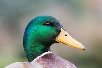 stockente porträt