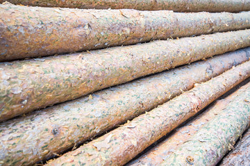 Pine logs close-up. Piled cut tree trunks for timber trade on a sunny day