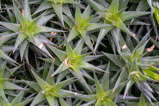 Nahaufnahme eines Abromeitiella lorentziana Kaktus