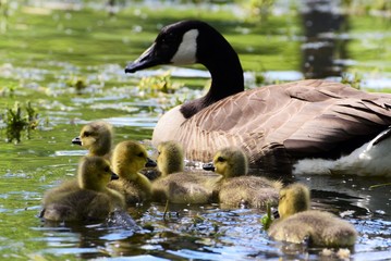 Obraz premium Wildgänse Küken Nachwuchs Gänseküken Familie Natur Biotop Tiere Heimat See Schwimmen Gefieder Plüsch