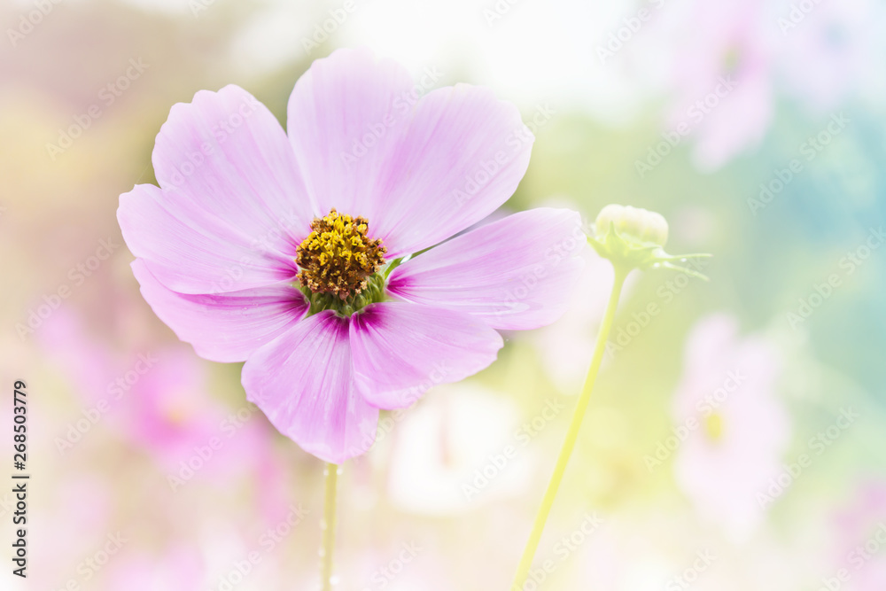 Wall mural pink cosmos flower in cosmos field in romantic dreamy colour mood background with copy space