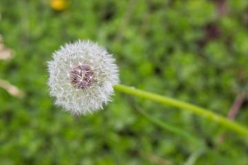 white fluffy dandelion growing on a forest lawn