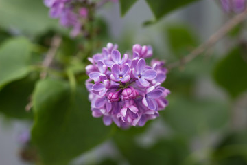 beautiful blooming branch of lilac growing in a home garden