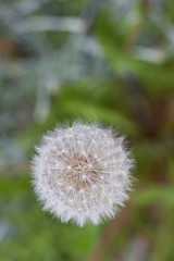 white fluffy dandelion growing on a forest lawn