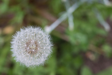white fluffy dandelion growing on a forest lawn
