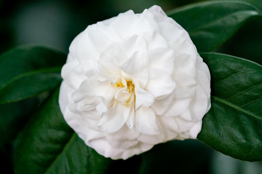 Nahaufnahme einer gef&uuml;llten wei&szlig;en Kamelien Bl&uuml;te (camelia japonica)