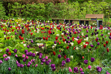 Weiße, rote und violette Tulpen