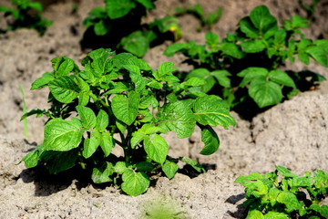  Field with sprouted potatoes. Farm in the village. Season to plant potatoes. Green vegetable bushes.