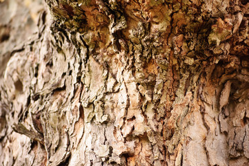 cracked tree bark of an old tree
