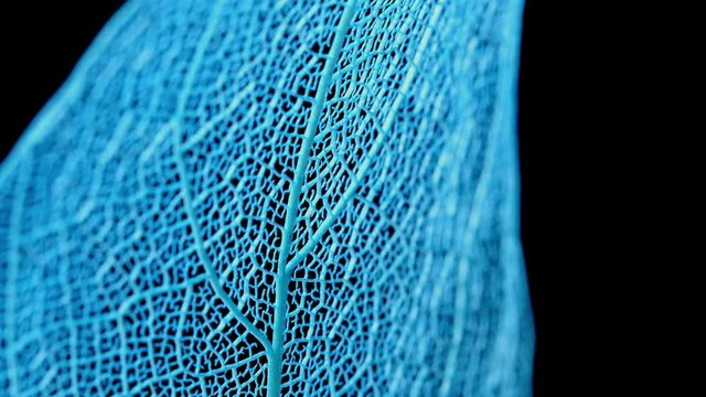 Skeleton of leaf on a black background.
