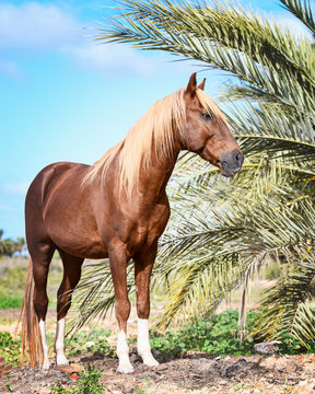 Berber stallion under a palm tree on the island of Djerba