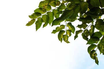 The leaves are dry and sick because of excessive heat.