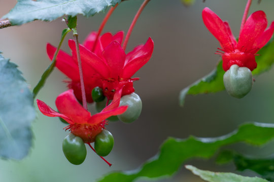 Makroaufnahme der roten Bl&uuml;ten und gr&uuml;nen Samenkapseln der Ochna serrulata (Vogelaugenbusch, Mickey Mouse bush)