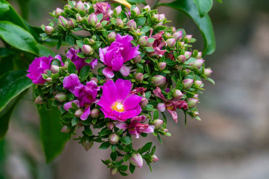 Nahaufnahme pinkfarbene Blüten des pereskia grandifolia rose cactus 