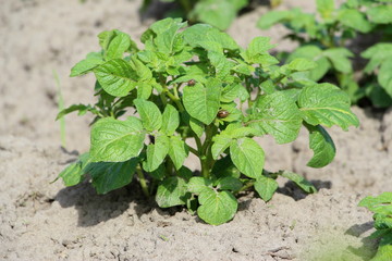  Field with sprouted potatoes. Farm in the village. Season to plant potatoes. Green vegetable bushes.
