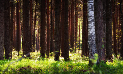 Fototapeta premium sunny forest