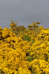 Scotstown Moor in Aberdeen, Scotland