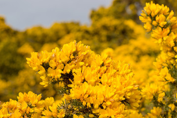 Gorse Close-up, Scotstown Moor in Aberdeen, Scotland
