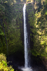 Obraz premium Beautifil Akaka falls near Hilo
