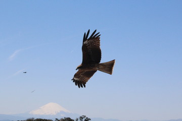 Aigle au Mont Fuji