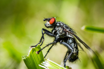 Portrait de mouche