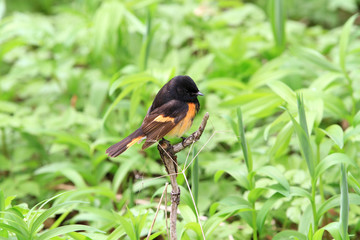 american redstart perched on branch