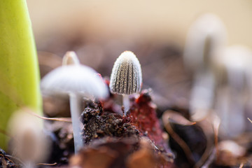 Close up little mushroom in nature.