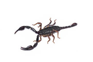 Closeup of the live scorpion with shadow isolated on the white background, top view; Dangerous animal in nature in areas of the Mediterranean coast