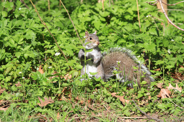 Squirrel on ground in morning sun
