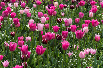 Obraz premium Rosa blühende Tulpen