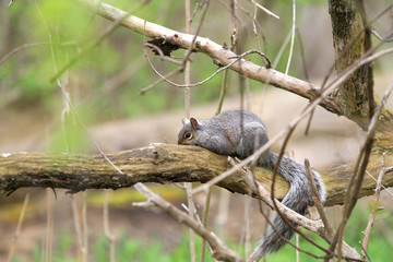 Squirrel resting on dead branch