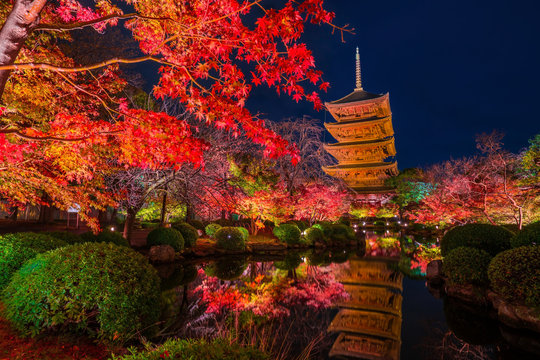 京都　東寺の紅葉　夜景