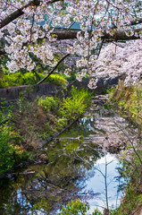 大阪豊中・天竺川の桜
