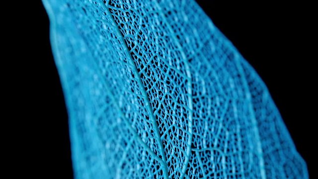 Skeletal background of leaf. Skeleton tree leaf close up.