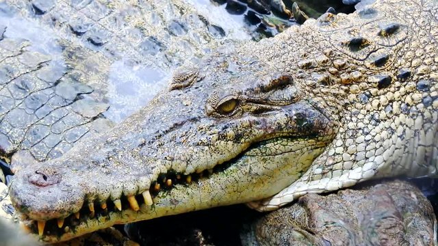 close up of wild crocodile