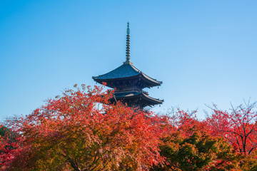 京都　東寺の桜紅葉 