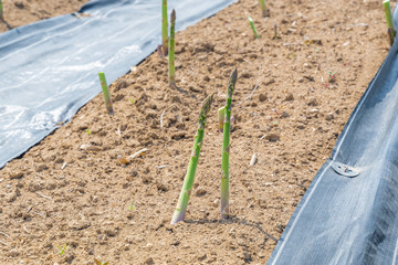アスパラ畑 / 北海道の新鮮な野菜のイメージ