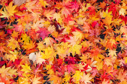 カラフルな落ち葉のテクスチャ / 秋のイメージ