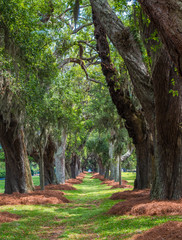 A lane of old oak trees over a grassy field in the southern United States