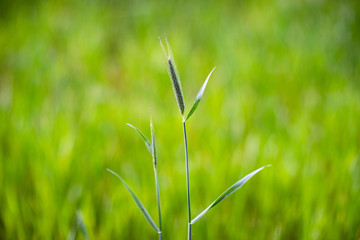Pojedyńczy kłos zboża na zielonym rozmytym tle