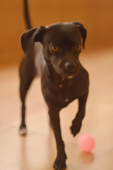 dog on black background