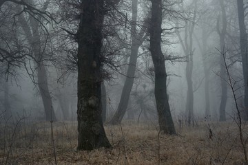 Fototapeta na wymiar Foggy dawn