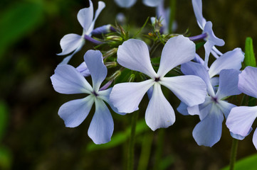 Blue Phlox